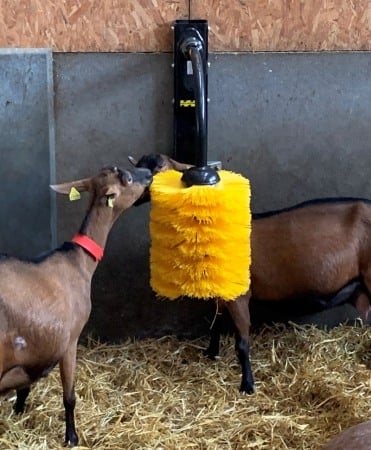 Sanatate si confort vaci - Perie scarpinat animale mecanica, oscilanta, EasySwing Midi
