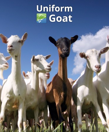 Management oi si capre - Sistem de management ferme capre Uniform Goat