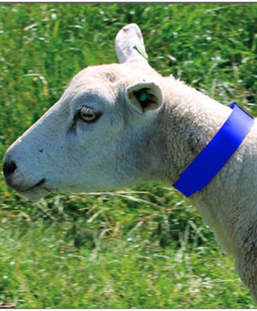 Zgarda plastic animale mici, 55 cm, Akroh [2]