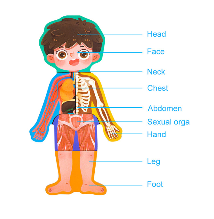 Puzzle Educativ Anatomia Corpului Uman pentru Copii 6+ [9]