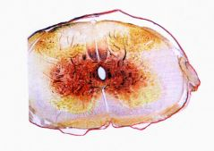 ANATOMIE
