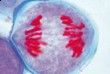 PREPARATE MICROSCOPICE