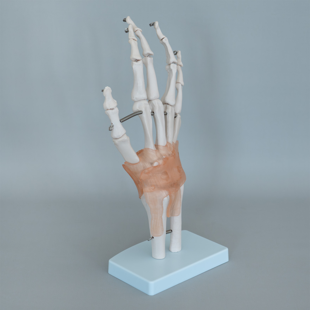 Model mână cu articulații și ligamente – sistem osos [3]