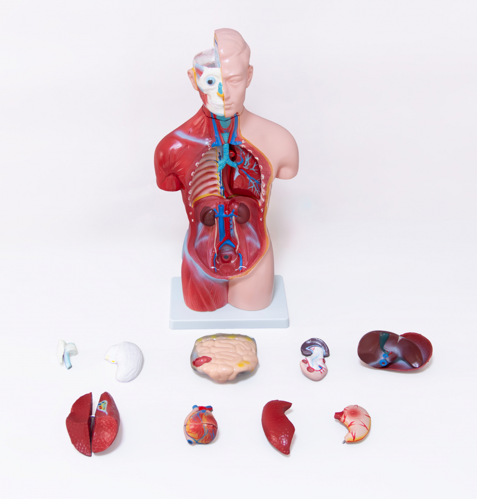 Tors uman -Model Anatomic Educational [5]