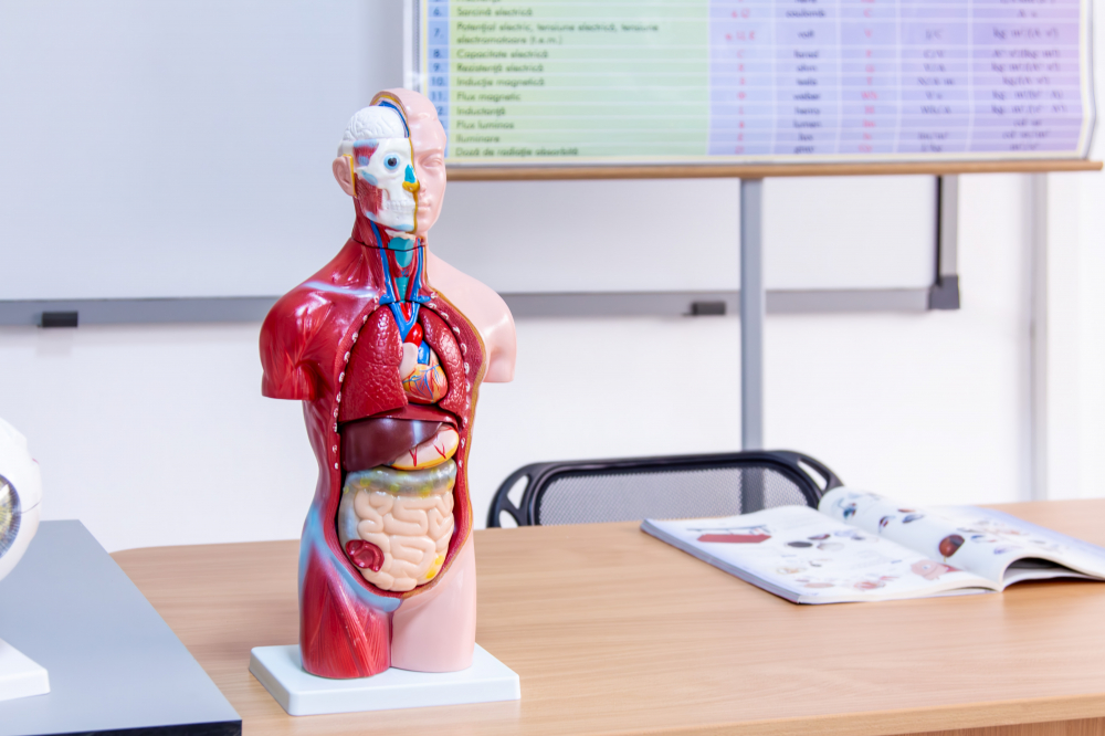 Tors uman -Model Anatomic Educational [6]