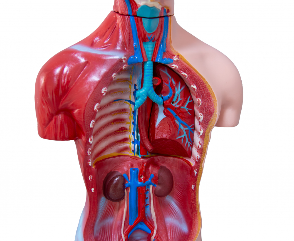 Tors uman -Model Anatomic Educational [4]