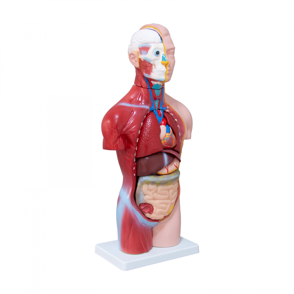 Tors uman -Model Anatomic Educational [2]