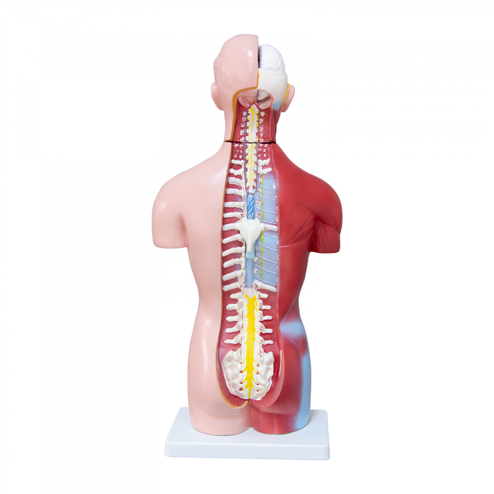 Tors uman -Model Anatomic Educational [3]