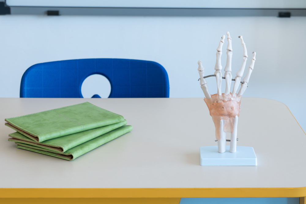 Model mână cu articulații și ligamente – sistem osos [4]