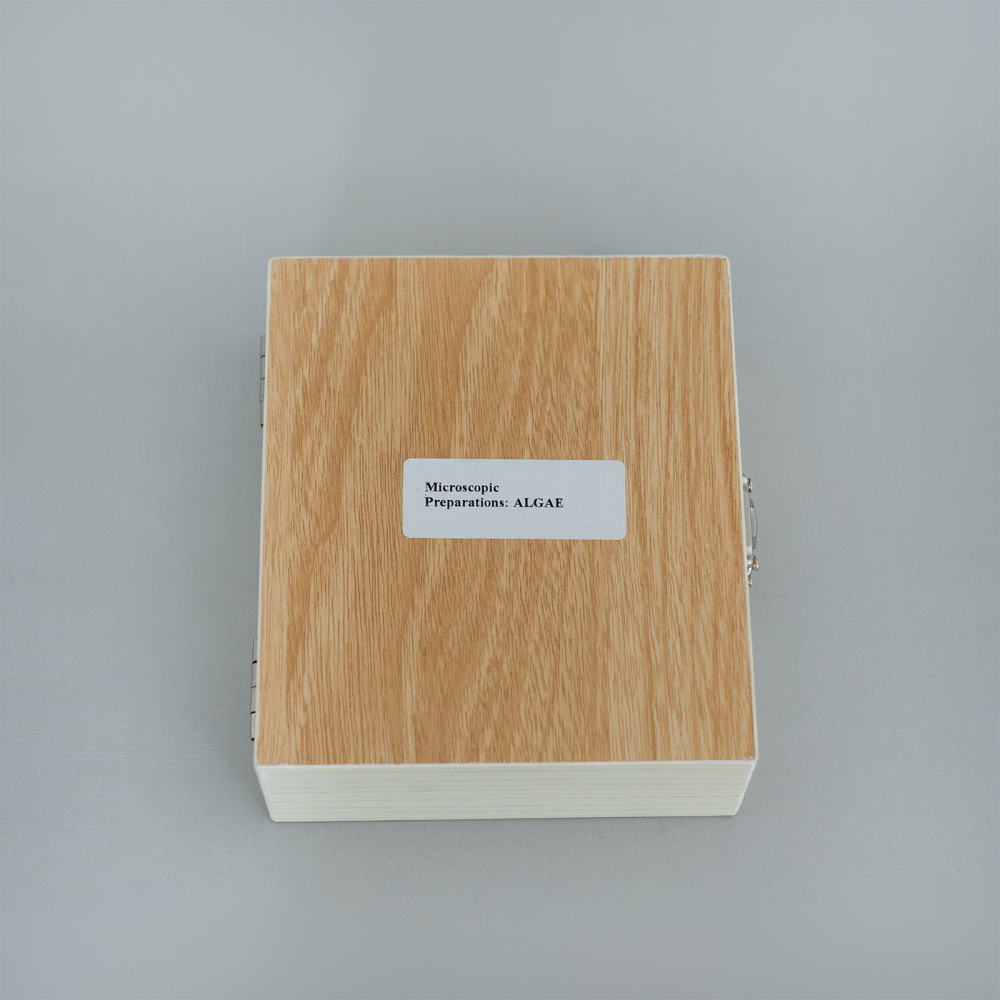 Alge – set 25 preparate microscopice [2]