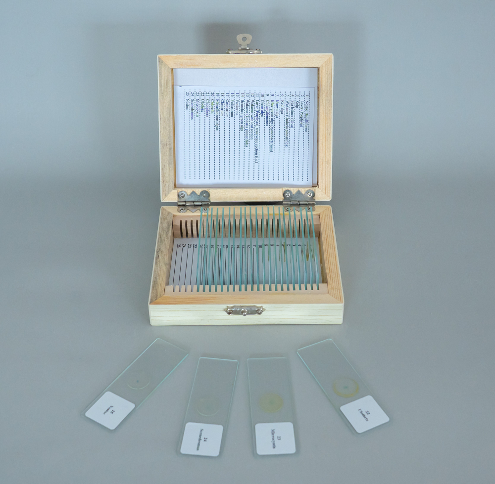 Alge – set 25 preparate microscopice [3]
