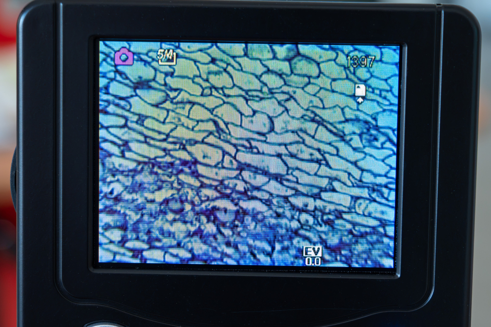 Alge – set 25 preparate microscopice [5]