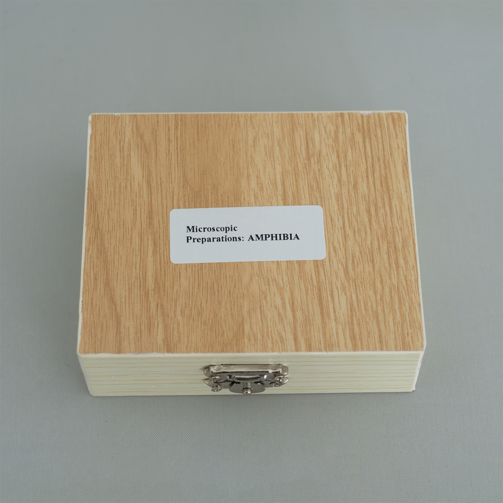 Amphibia - set de 10 secțiuni microscopice [2]