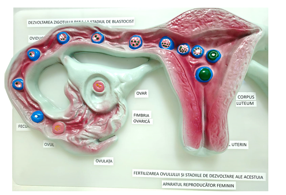 Aparatul reproducător feminin [5]