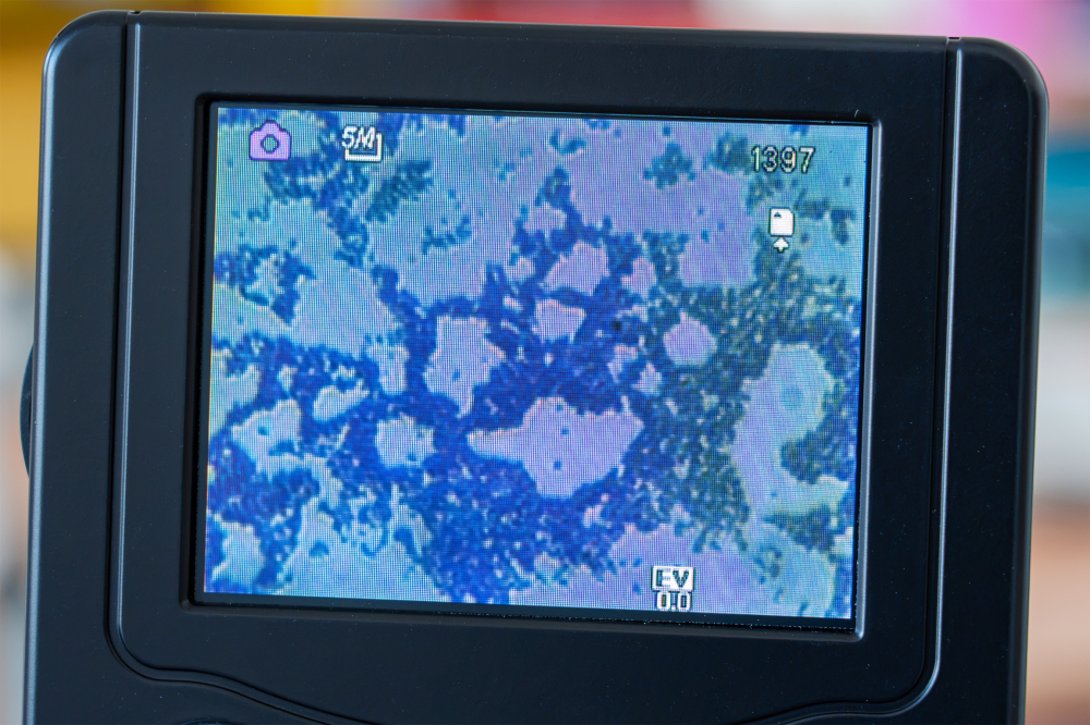 Bacili – set 10 preparate microscopice [5]