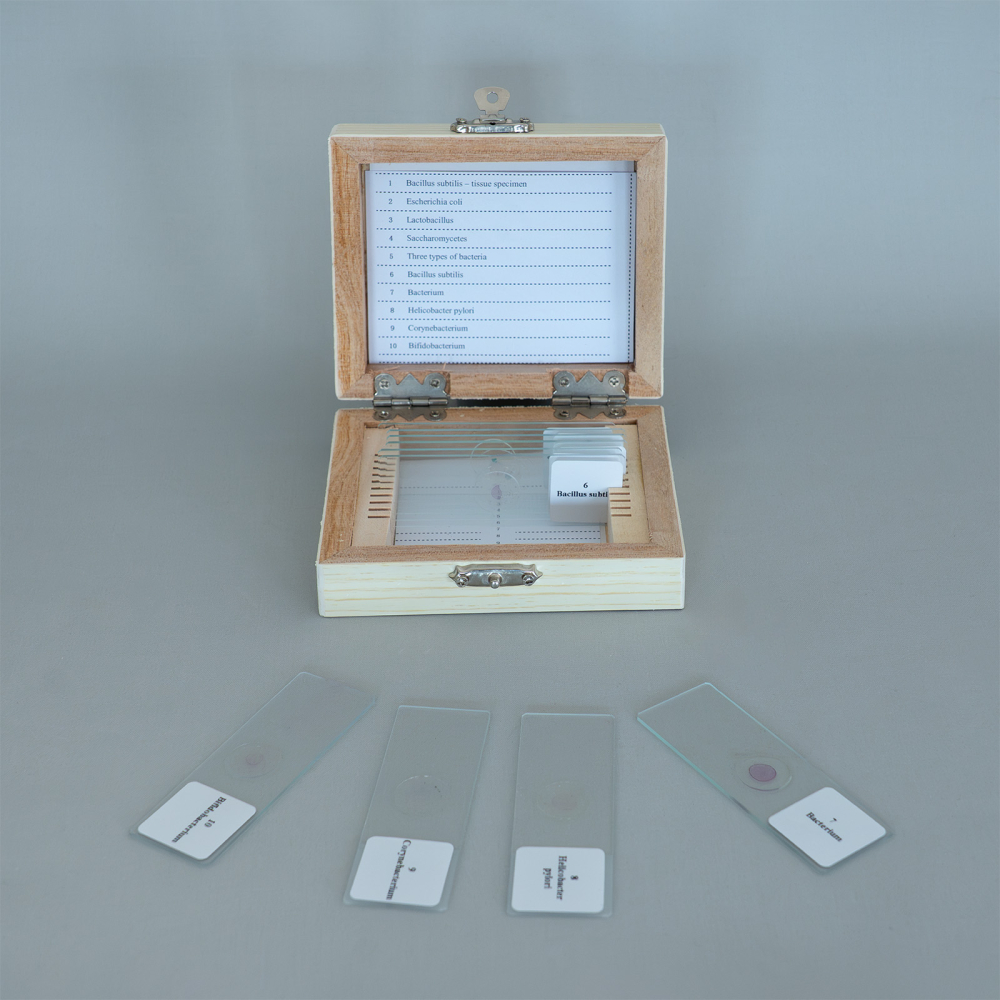 Bacili – set 10 preparate microscopice [3]