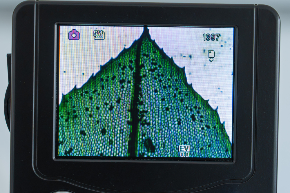 Bryophyta – set 15 preparate microscopice [5]