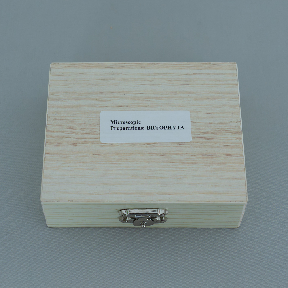 Bryophyta – set 15 preparate microscopice [2]