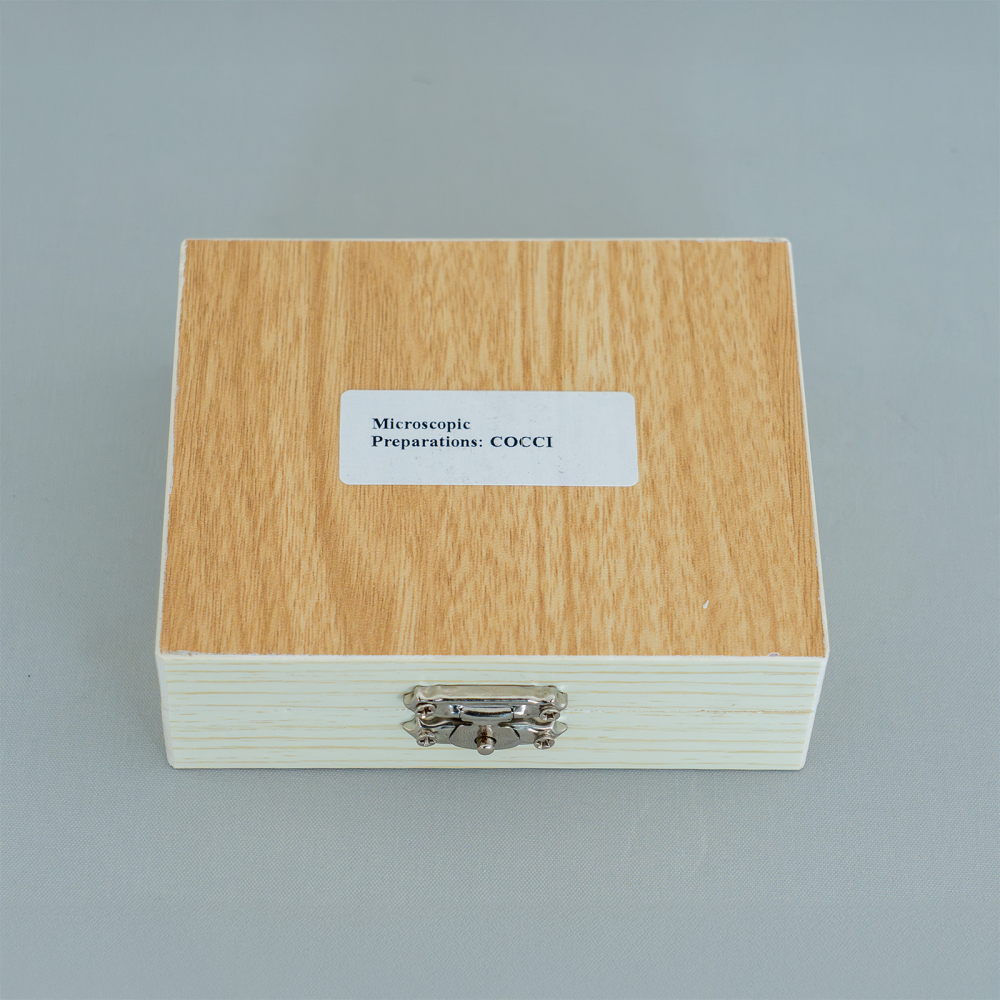 Coci – set 10 preparate microscopice [2]