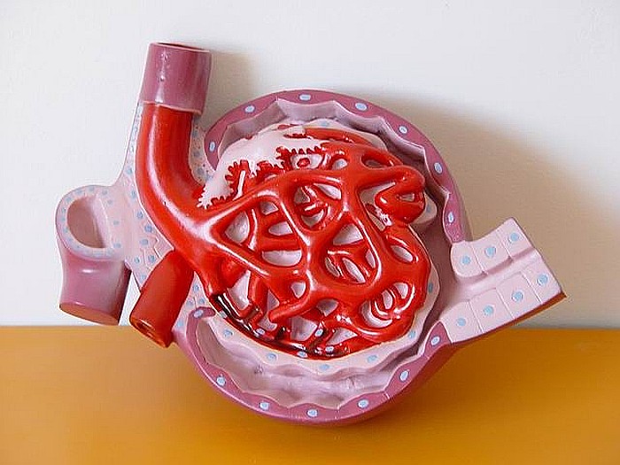 Corpuscul renal [2]