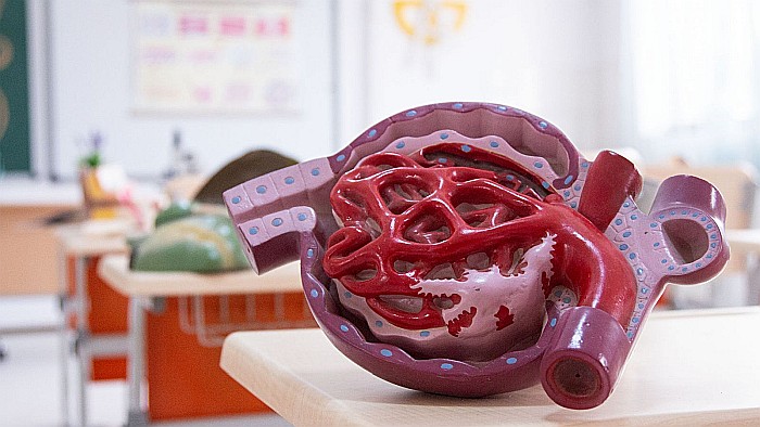 Corpuscul renal [3]