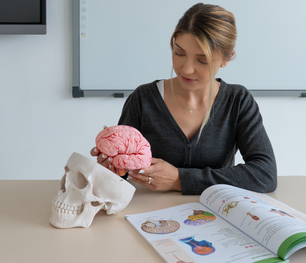 Craniu uman cu encefal – model anatomic [4]