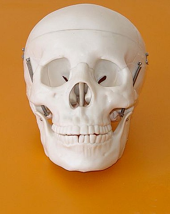 Craniu clasic [2]