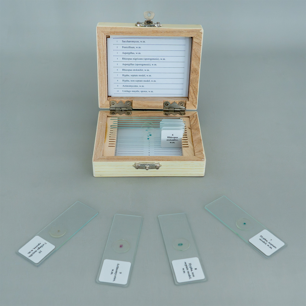 Fungi – set de 10 preparate microscopice [3]