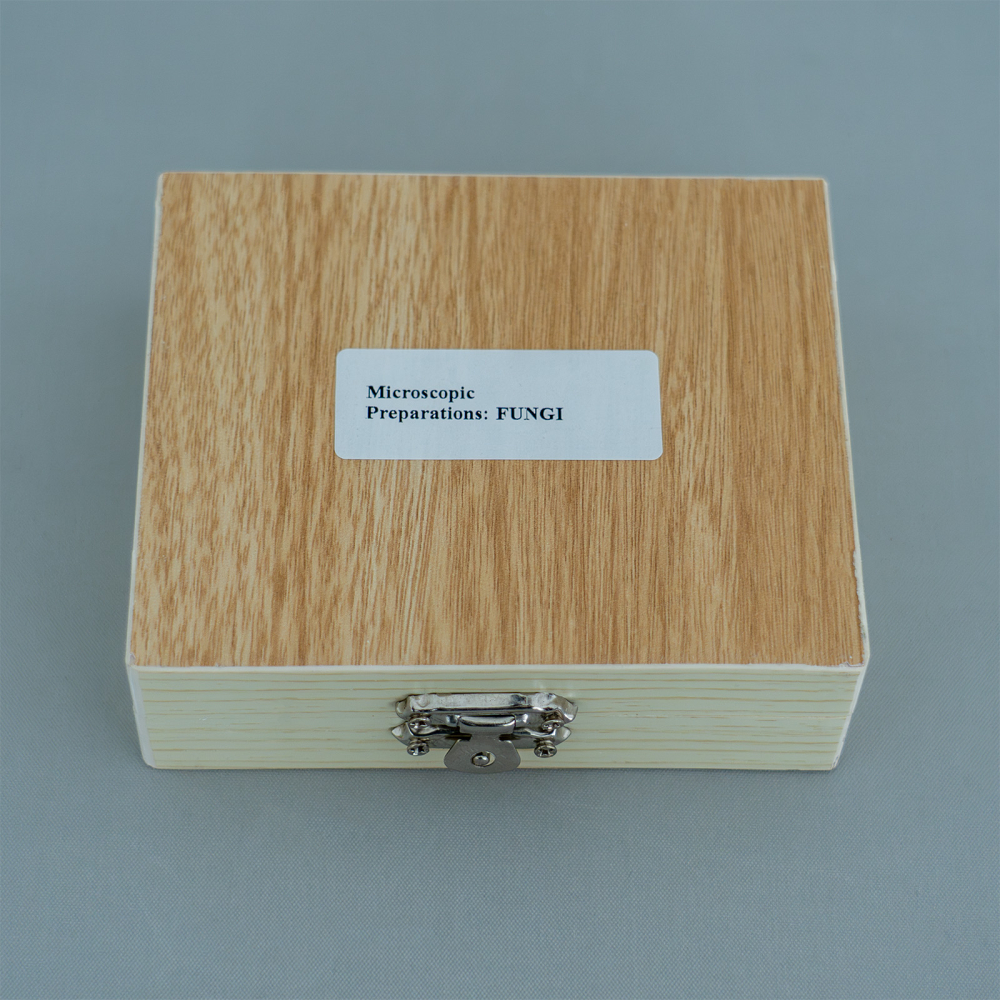 Fungi – set de 10 preparate microscopice [2]