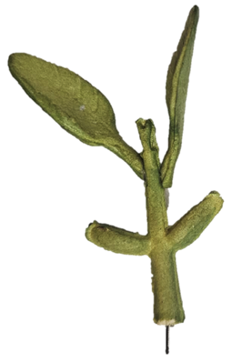Germinația boabei de fasole și planta tânără (Phaseolus vulgaris) [3]