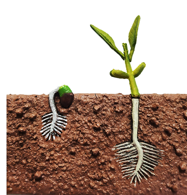 Germinația boabei de fasole și planta tânără (Phaseolus vulgaris) [2]