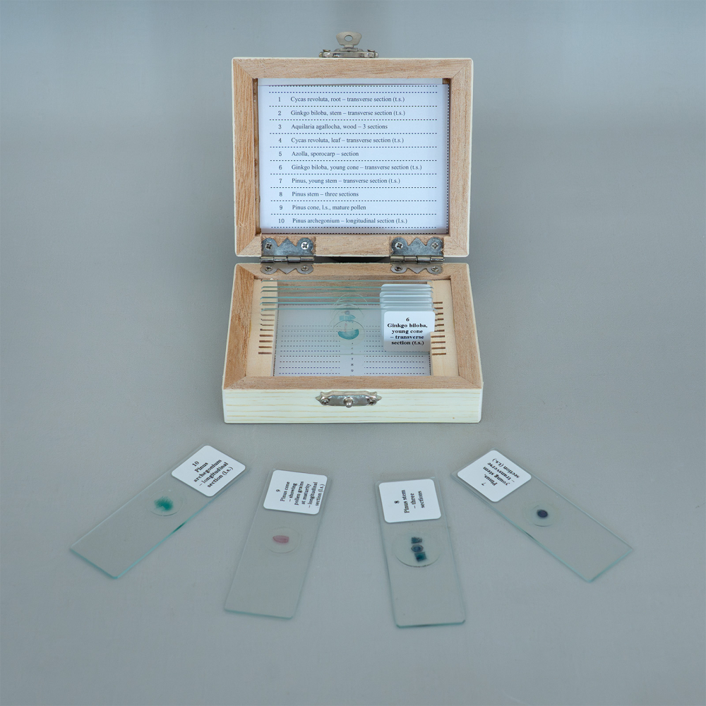 Gimnosperme – set 10 preparate microscopice [3]