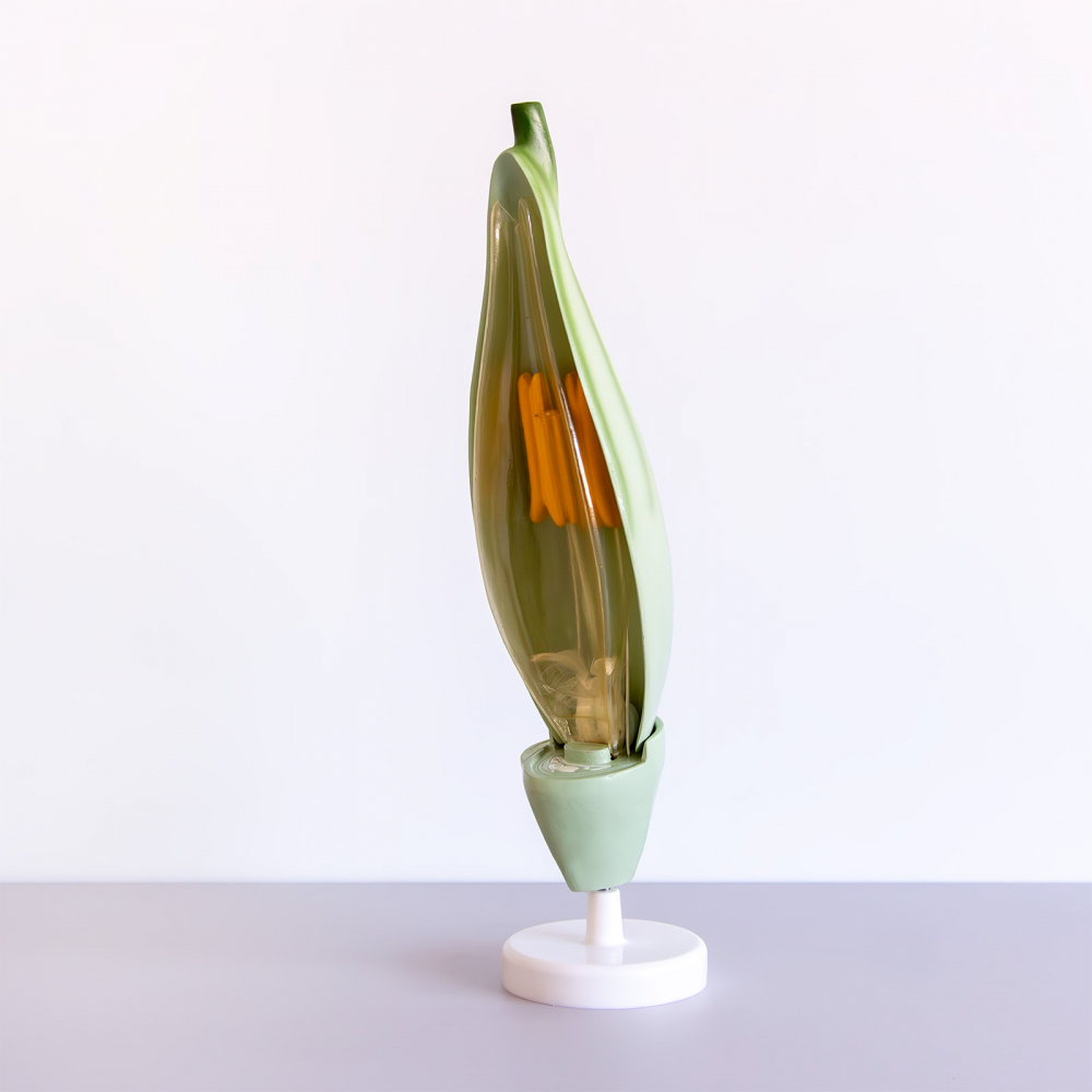 Grâu (Triticum aestivum) [2]