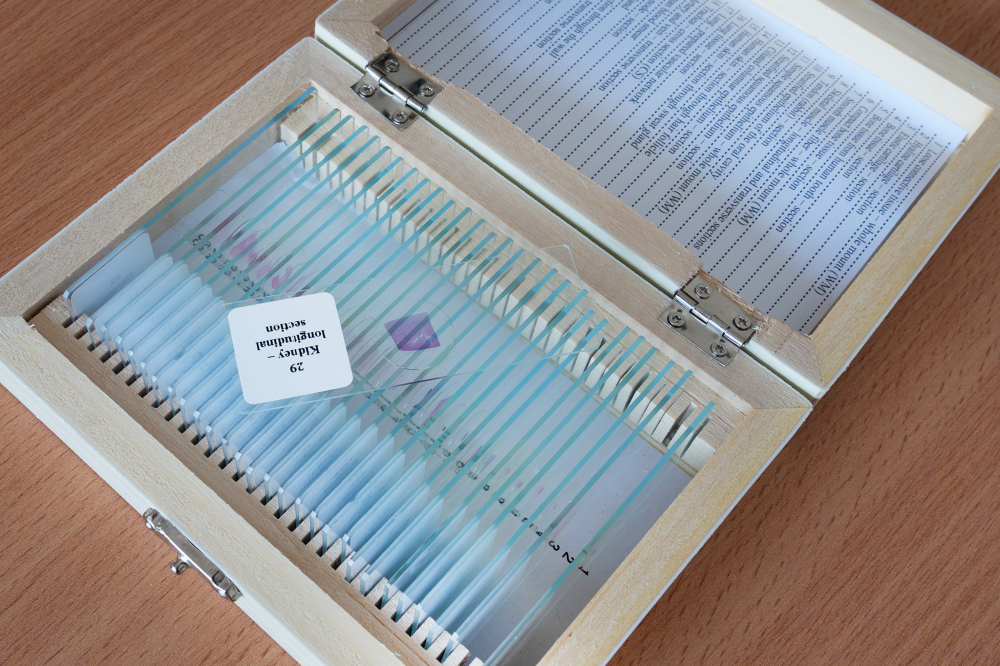 Histologie – set 30 preparate microscopice pe lame [4]