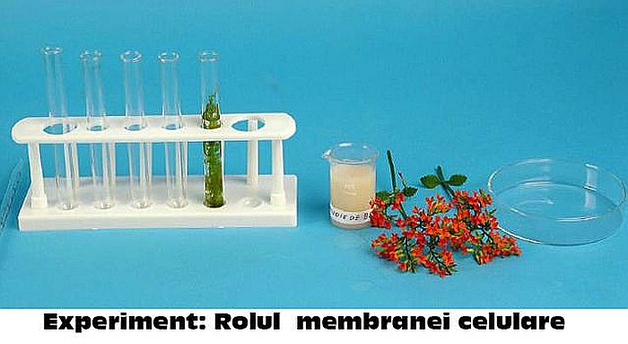KIT 1. Ustensile de laborator de citologie, histologie, morfologie si anatomie vegetala [9]