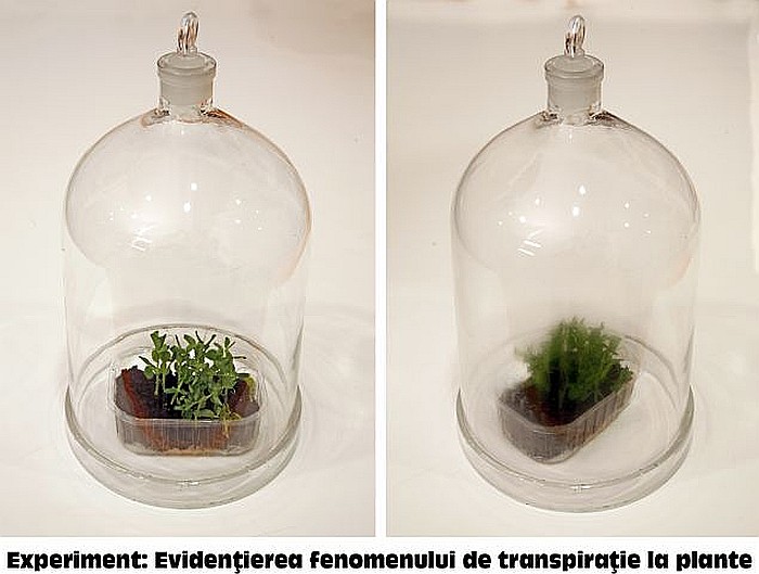 KIT 3. Trusa de ustensile fiziologia plantelor (Minim) [8]