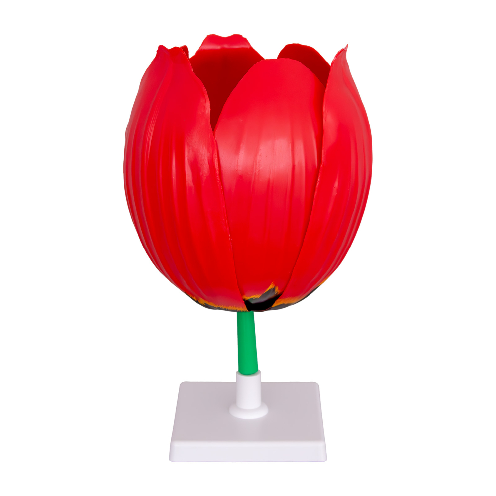 Laleaua (Tulipa gesneriana) [1]