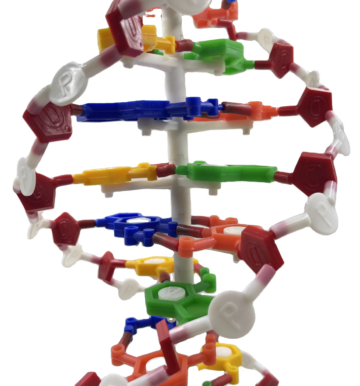 Model ADN, inalt de 20 cm [5]