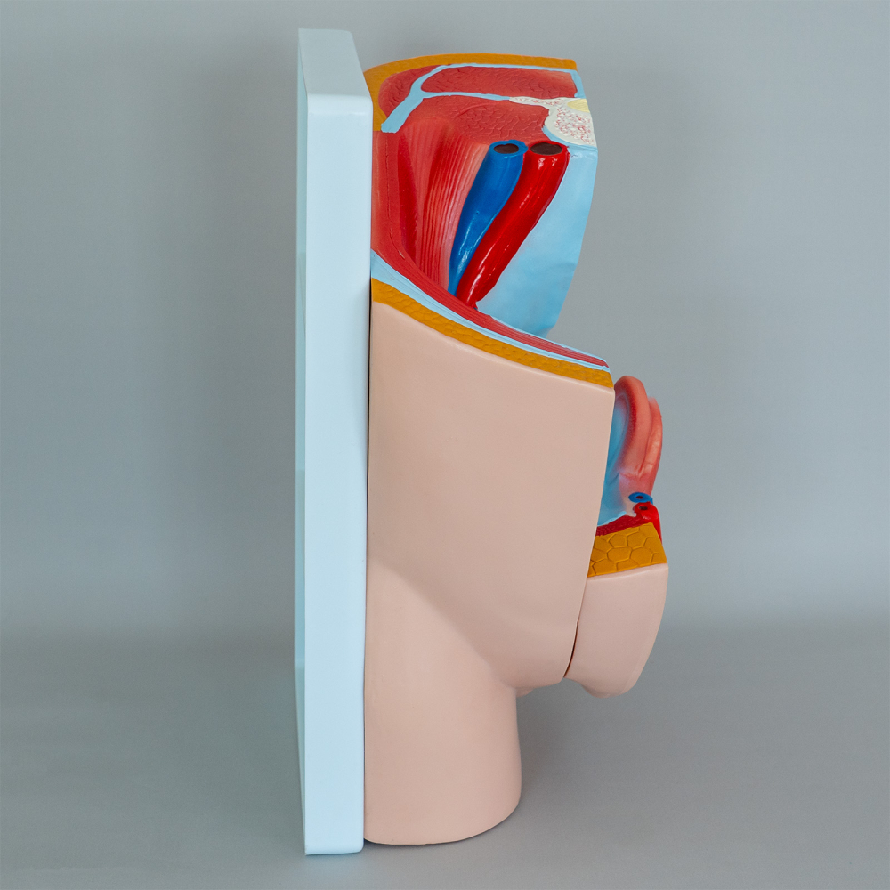 Model bazin feminin decompozabil – anatomie pelvină [3]