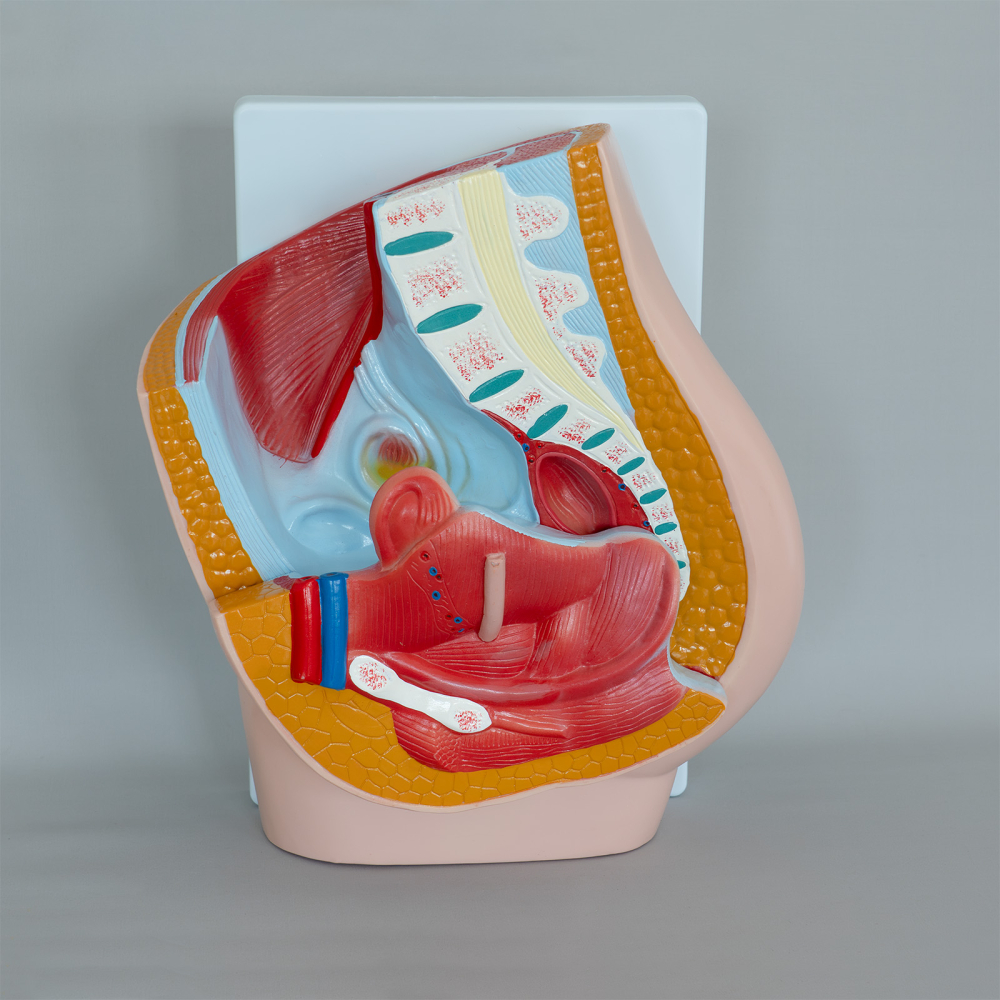 Model bazin feminin decompozabil – anatomie pelvină [2]