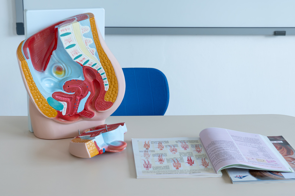 Model bazin feminin decompozabil – anatomie pelvină [4]