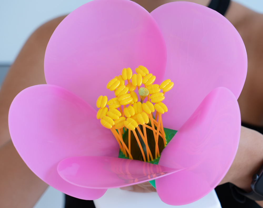 Model botanic floare de măr – material didactic [4]