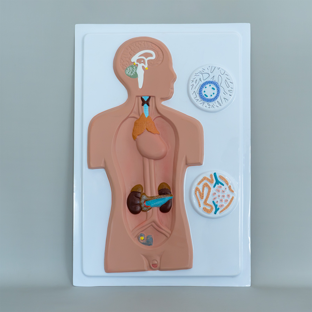 Model didactic sistem endocrin uman – glande endocrine [2]