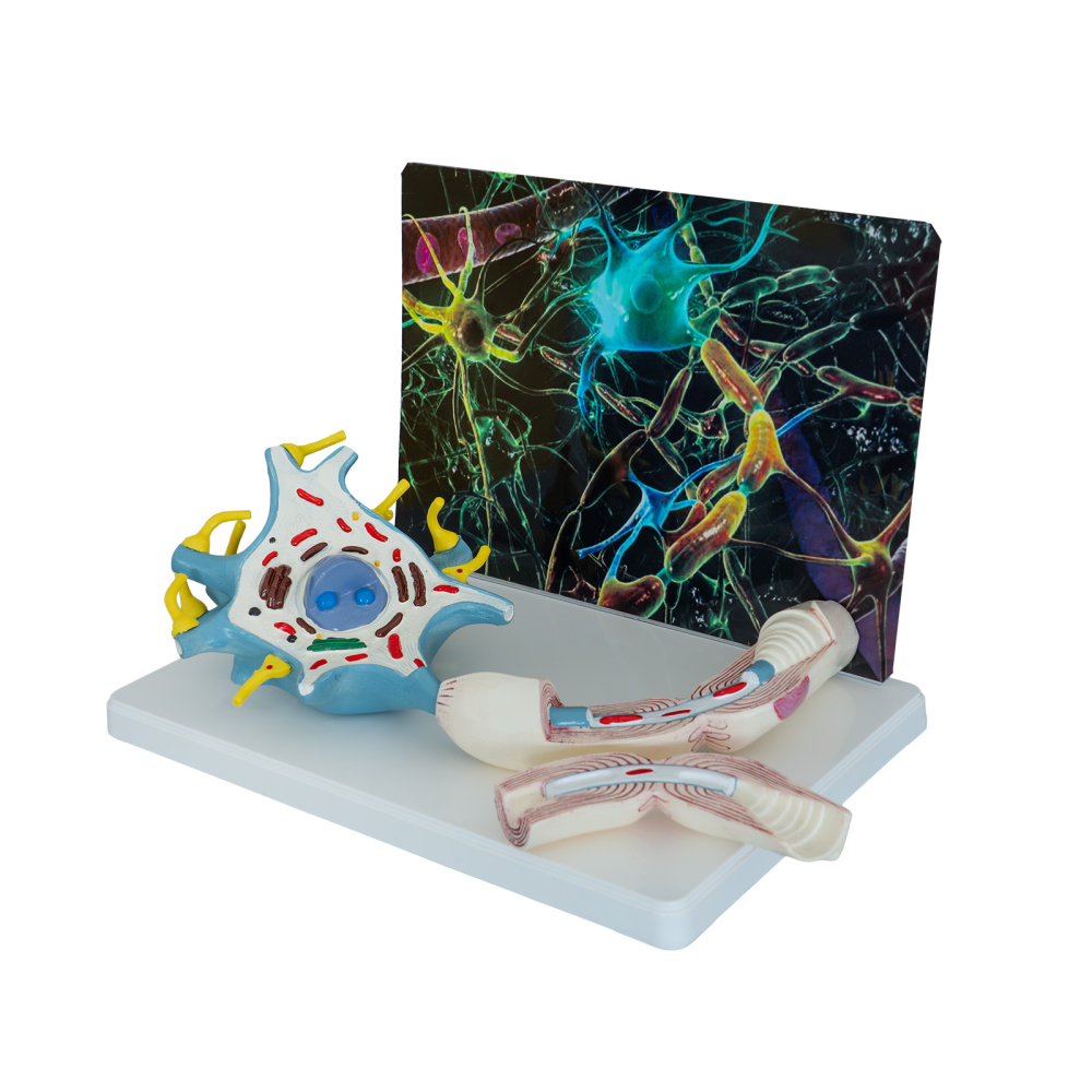 Model anatomic neuron – celulă nervoasă [2]