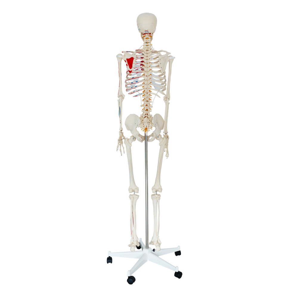 Model schelet uman cu mușchi și ligamente, 170 cm, pe suport [3]