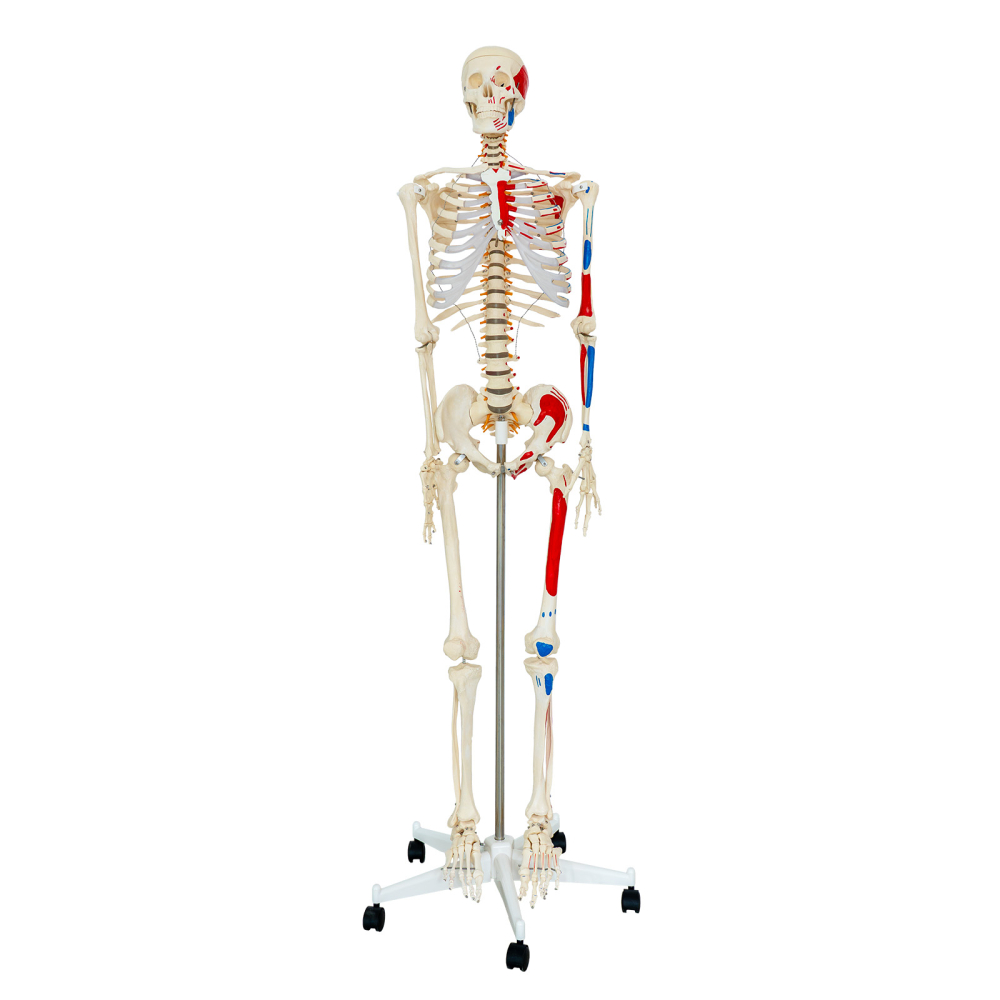 Model schelet uman cu mușchi și ligamente, 170 cm, pe suport [2]