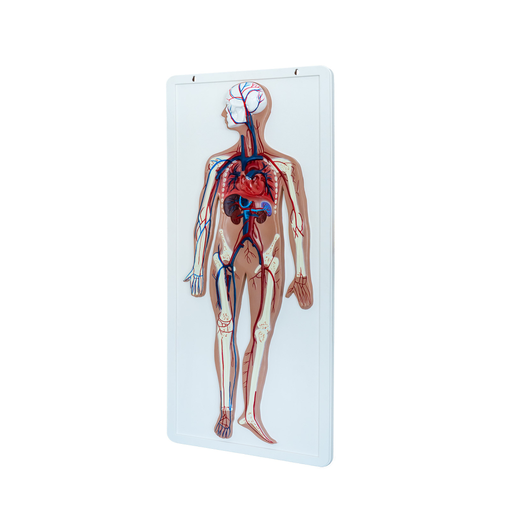 Model sistem circulator uman în relief [2]