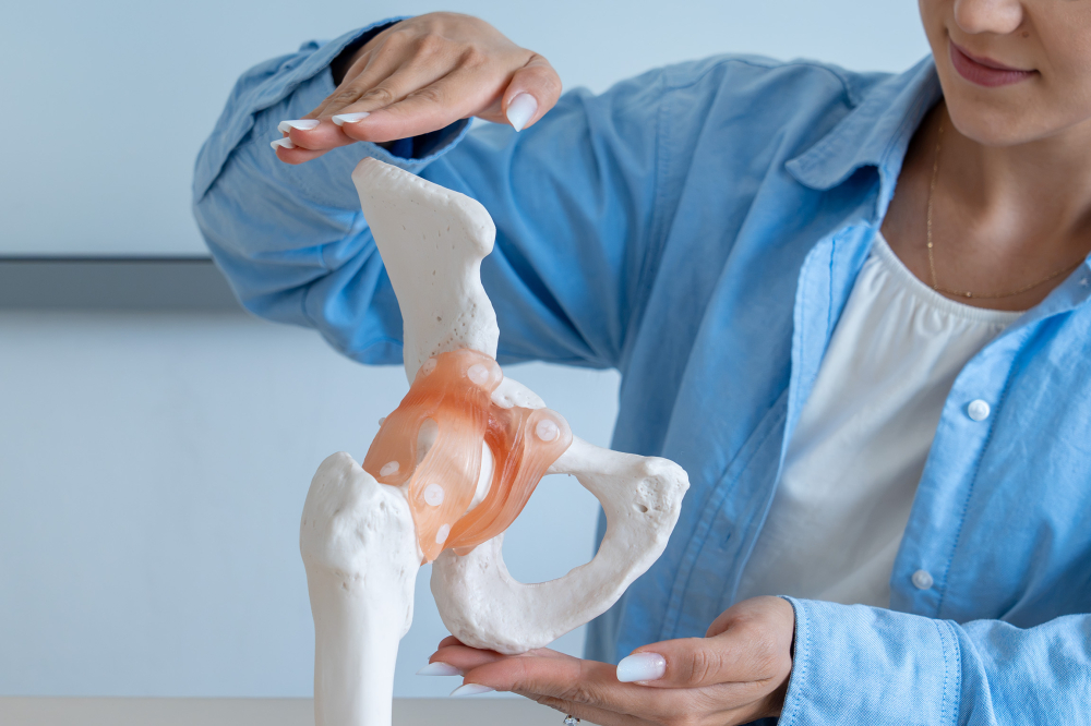 Model șold cu articulație și ligamente – sistem osos [4]