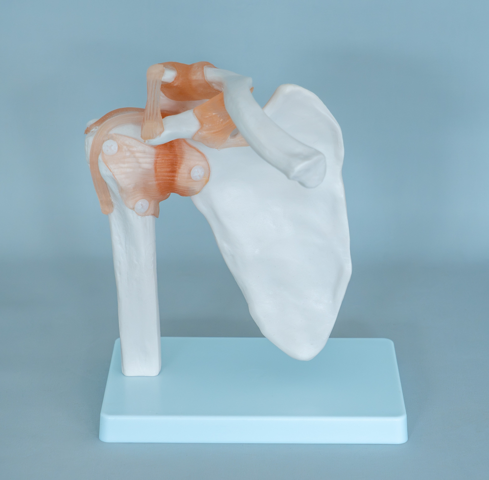 Model umăr cu articulații și ligamente – sistem osos [2]