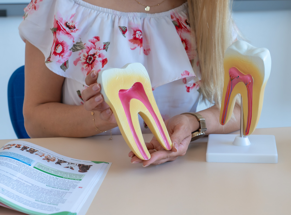 Model anatomic dinte sănătos cu două rădăcini – secțiune [5]